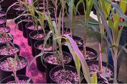 利用LED培育的玉米有何優勢？美國辳業部研究得